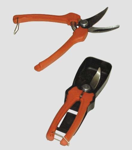 Molla+amm.x Forb.p123-19 Cf5p-r1071 - immagine 1