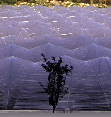 Telone Poliet.neutro Mm.0,20 Mt. 4