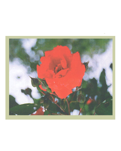 .Leonardo termoquadro 60x80 cm - Rosa d'Inverno con cornice in legno