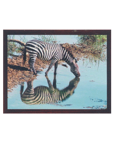 .Leonardo termoquadro 60x80 - Zebra con cornice in legno